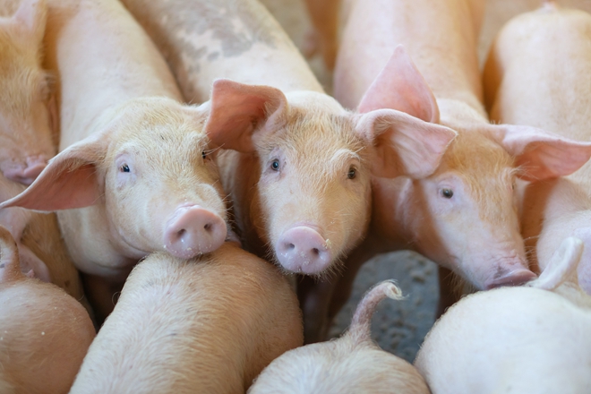 摄图网_504399433_在当地东盟养猪场养猪的一群看起来很健康的猪没有影响猪生长或繁殖力的当地疾病或条件的标准化和清（非企业商用）_副本.jpg